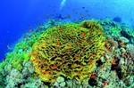 فدراسیون جهانی CMAS به عضویت سازمان بین‌المللی صخره‌های مرجانی درآمد